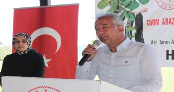 Atıl tarım arazileri keçiboynuzuyla şifa kaynağı olacak