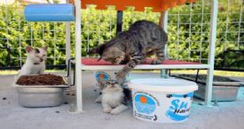 40 NOKTAYA DAHA KEDİ SIĞINMA EVİ YERLEŞTİRİLİYOR