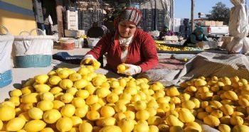 EKŞİ LİMON İHRACATLA EKONOMİYİ TATLANDIRDI