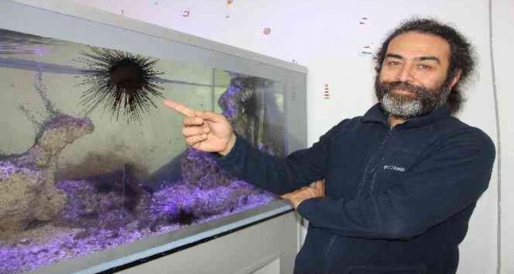 Uzun dikenli deniz kestanesi ve aslan balığı Mersin sahillerine yerleşti