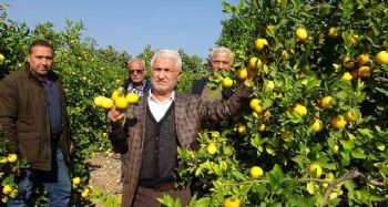 ‘Limon kooperatif marketlerinde satılsın’ çağrısı