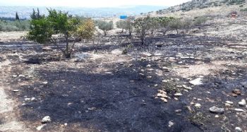 Mersin’de zeytinlik ve ormanlık alanda çıkan yangın korkuttu