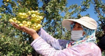 Silifke'de kalp dostu Alıç'ın tanesi 2 liradan satılıyor