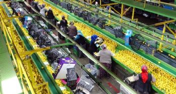Limon ihracatında çiftçiyi sevindiren karar