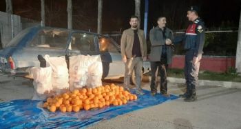 Portakal hırsızları jandarmanın dikkati sonucu yakalandı