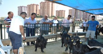 TOROSLAR’DA KURBAN KESİM VE SATIŞ YERİ BELİRLENDİ
