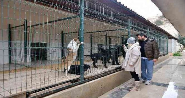 Mersin'de ocak ayında 29 köpek yeni yuvalarına kavuştu