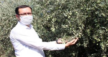 Mersin'de yerel zeytin genetik kaynakları koruma altında