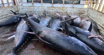 Mersin'de avlanması yasak mavi yüzgeçli orkinos balığı ele geçirildi