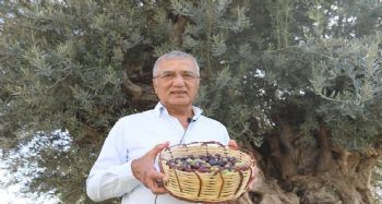 Bin 203 yaşındaki anıt ağacın zeytinleri eğitime katkı sunacak