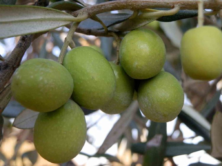 Mersin’de 150 bin ton zeytin rekoltesi elde edildi