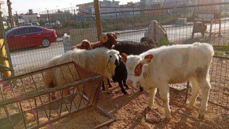 Danayı bile otomobille çalmışlar: Yakalanan 3 hırsız tutuklandı