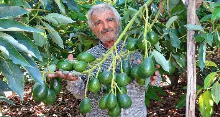 Kilosu 40 TL olan hırsızların gözdesi avokadoda hasat başladı