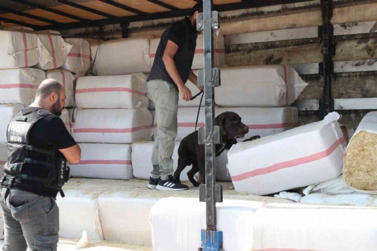 Saman balyalarının arasından 279 kilo uyuşturucu çıktı