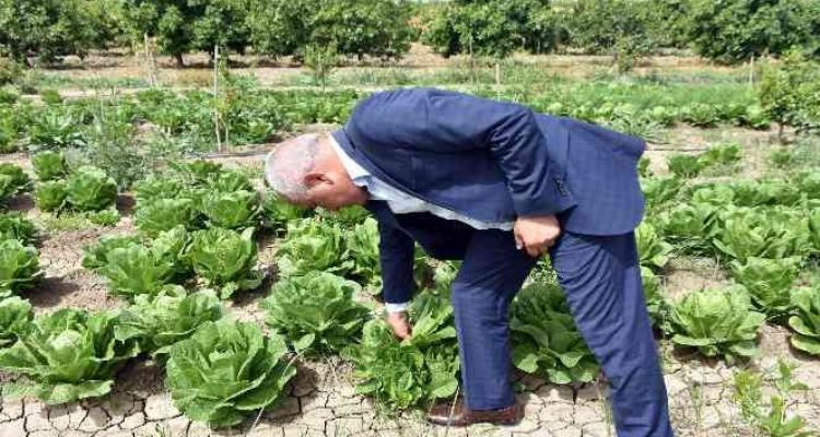 Tarsus'ta üreticiye dağıtılan marulların hasat zamanı geldi