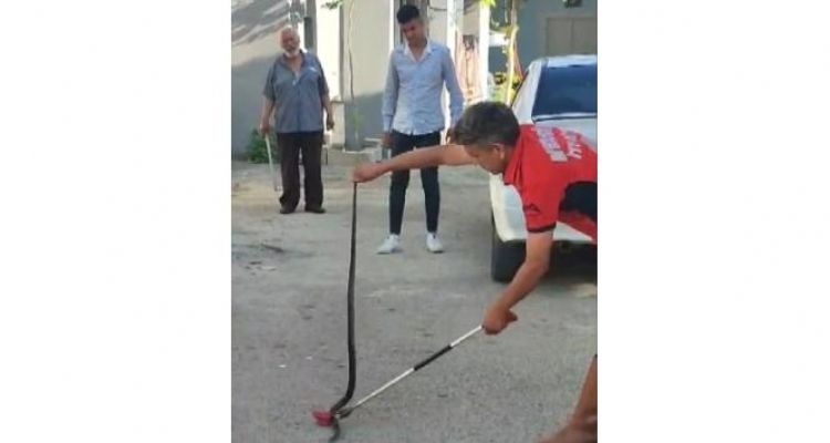 Havalar ısındı yılanlar yerleşim yerlerine indi