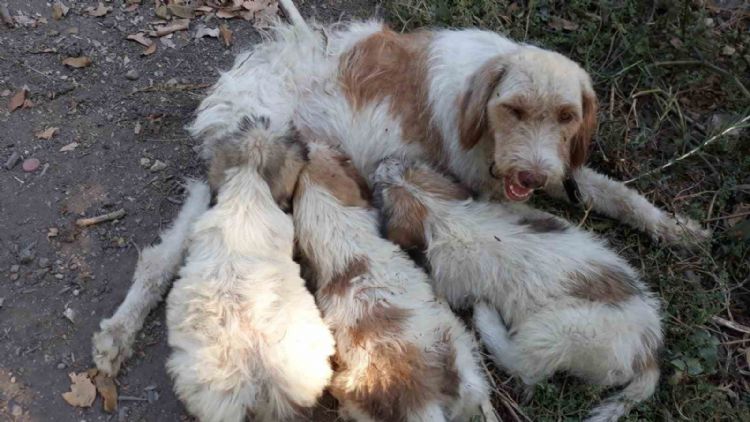 Çukura düşen köpeği itfaiye ekipleri kurtardı