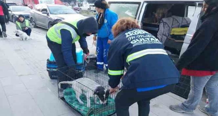 Akdeniz Belediyesi sokakta yaşayan canlıları da unutmadı