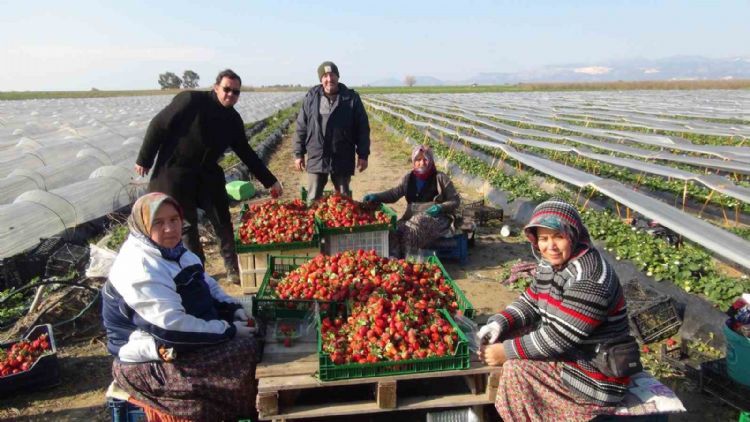 Mersin’de örtü altında çilek hasadı sürüyor