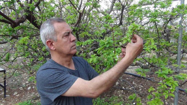 Mersin’de erik bahçeleri meyve vermeye başladı