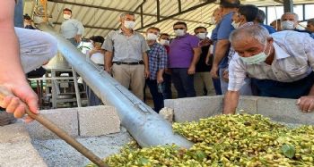 Mut'ta Antep Fıstığı hasadına başlandı