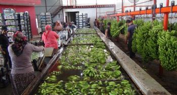TÜRKİYE’NİN 400 BİN TON MUZ AÇIĞINI SİLİFKE KAPATACAK