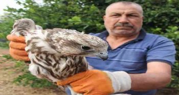 Evinde şahin besledi 19 bin TL para cezası yedi