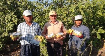 Vitamin ve mineral açısından zengin içeriğe sahip guavanın Silifke'de hasadına başlandı