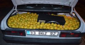 FİYATI FIRLAYAN LİMONA HIRSIZLAR DADANDI