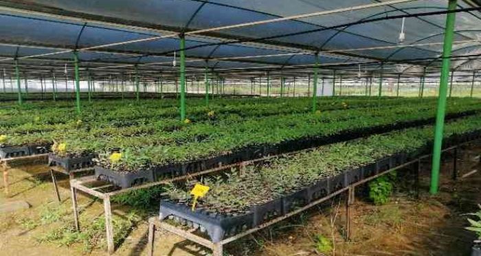 Mersin'de ‘klonal okaliptüs’ fidanları toprakla buluşmaya hazır