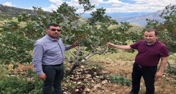 Mut’ta dolu yağışı 15 bin dekar alanda ürünlere zarar verdi