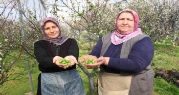 Hasat edilen 1 kilo erik, meraklısı tarafından 250 liraya satın alındı