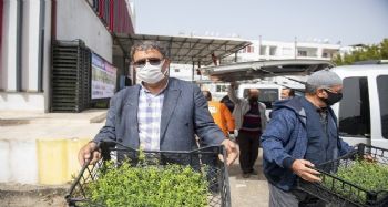 Mersin'de üreticilere kantaron fidesi dağıtıldı