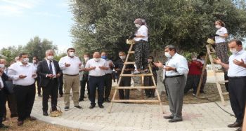 Mersin’in Mut ilçesinde ‘Anıt Ağaç’ olarak tescil edilen bin 300 yıllık zeytin ağacının hasat edilen meyvesi ve zeytinyağı, Cumhurbaşkanı Recep Tayyip Erdoğan’a gönderilecek.