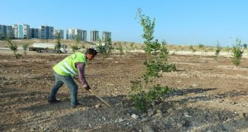 Kurtuluş ve Kuruluş Koruluğu bakımdan geçirildi