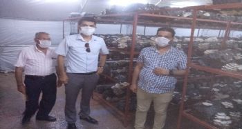 Gülnar’da mantar yetiştiriciliği teşvik ediliyor