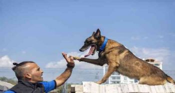 K-9 köpekleri Mersin itfaiyesinin gözü kulağı oluyor