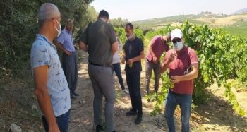 Tarsus'ta üzüm kesimine izin verildi