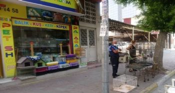 Akdeniz ilçesinde pet shoplar denetlendi