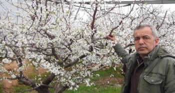 Mersin'de kar yağdı erik ağaçları çiçek açtı