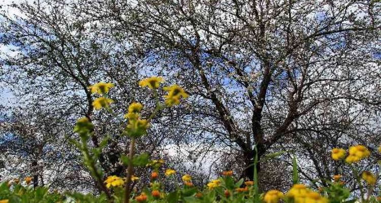 Mersin'de bahar havası... Badem ağaçları çiçek açtı