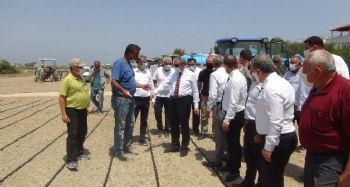 Mersin'de damla sulamayla çeltik üretiliyor