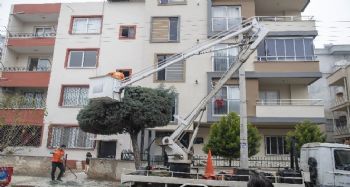 Araçları kaldırıp ağaçları budadılar