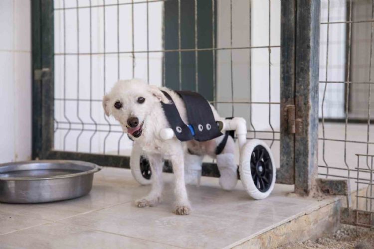 Arka ayakları kesilmiş halde bulunan köpek yürüteçle yürümeye başladı