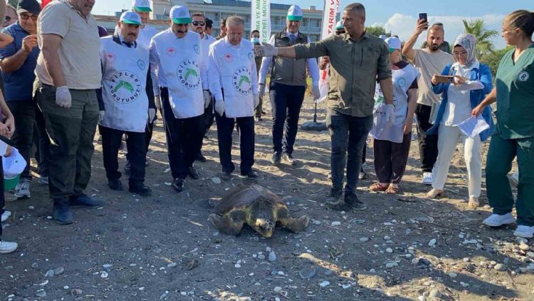 Tedavisi tamamlanan 3 deniz kaplumbağası yeniden denizle buluştu