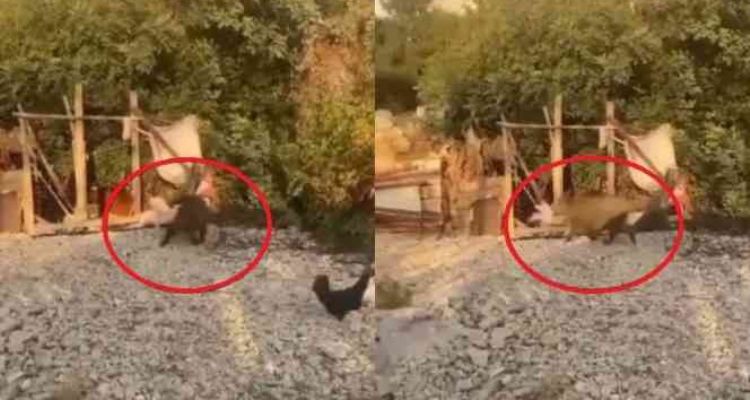 Bahçelere zarar veren domuzlar artık tavukları götürmeye başladı
