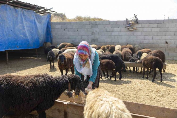 Mersin’de küçükbaş hayvan ve yem desteği üreticilerin yüzünü güldürdü