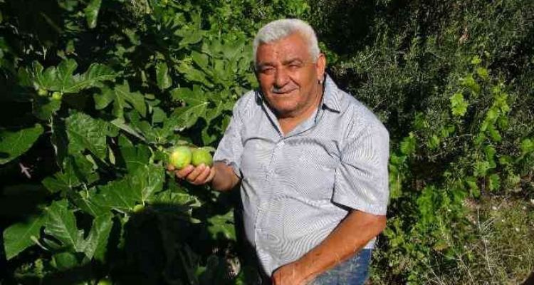 Erkenci incir üreticinin yeni gelir kapısı oldu