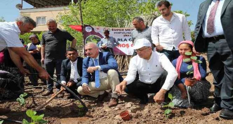 Mezitlili kadınlar aronya üretimi için ilk fidanları toprakla buluşturdu