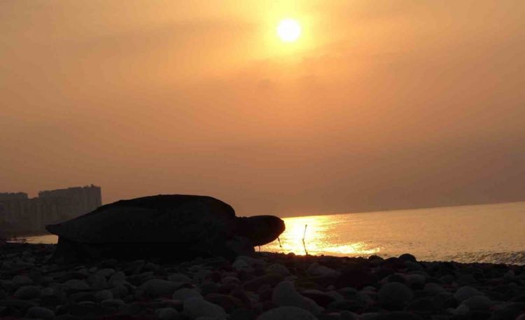 Her yıl binlerce yavru çıkıyor: Deniz kaplumbağaları yumurta bırakmaya başladı